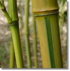 Phyllostachys aureosulcata Spectabilis.� �Golden Groove Bamboo.