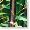 Phyllostachys nigra. Hei zhu. Black Bamboo