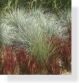 grass garden styles
