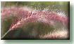 Ornamental <b>grasses</b> for sale online at the P and G.